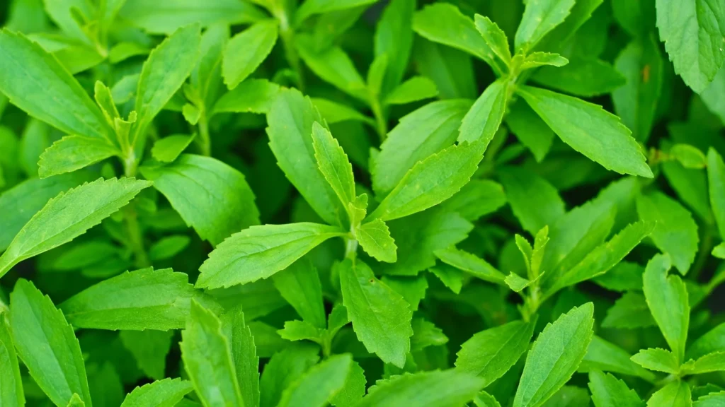 Stevia: benefícios, como usar e preparar o chá dessa planta doce