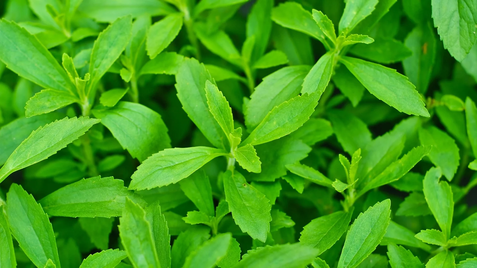 Stevia: benefícios, como usar e preparar o chá dessa planta doce