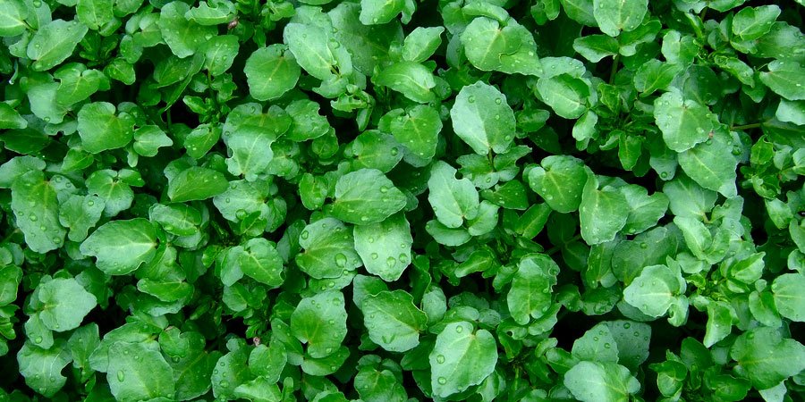 agriao-beneficios-e-como-preparar