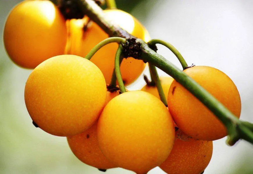 bacupari-beneficios-e-composicao