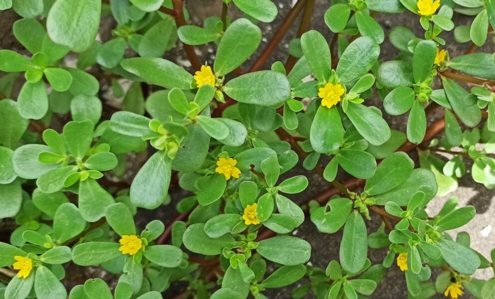 beldroega-beneficios-e-como-usar