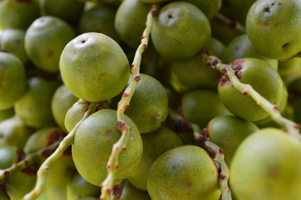 butia-beneficios-e-composicao