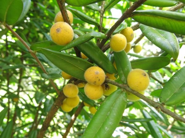 cabeludinha-beneficios-e-composicao fruta brasileira rica em vitamina C e antioxidantes para saúde intestinal e imunidade