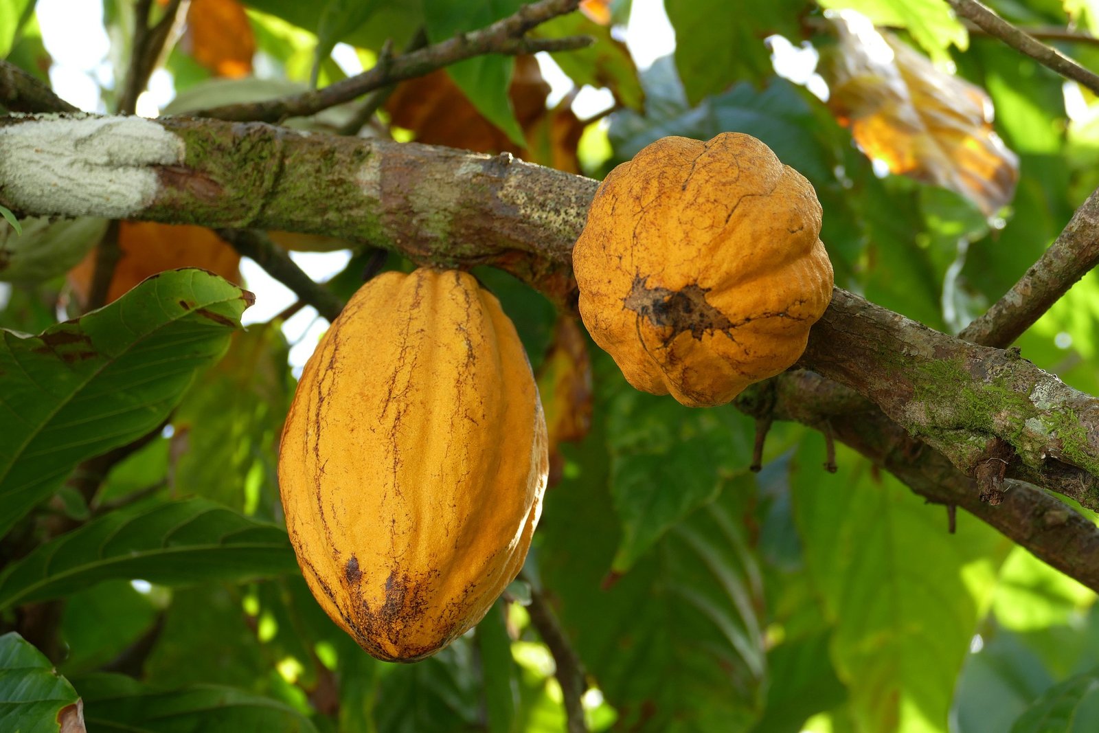 cacau-beneficios-e-composicao fruta funcional rica em antioxidantes, magnésio e teobromina para foco e saúde do coração