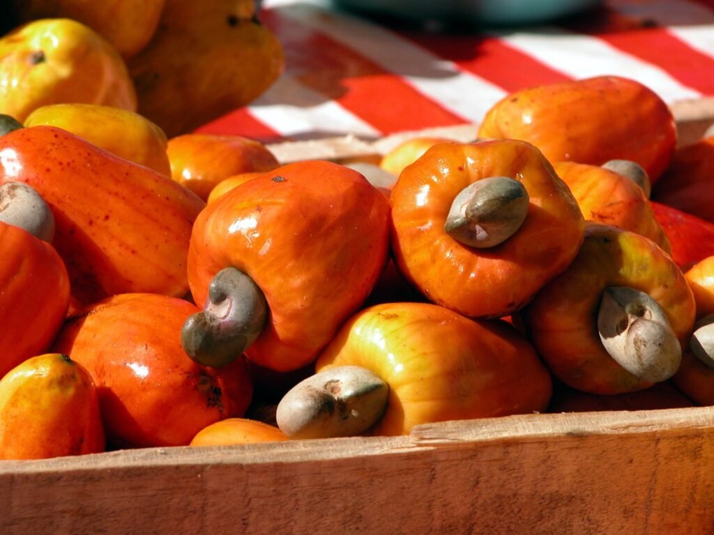 caju-beneficios-e-composicao fruta tropical rica em vitamina C, antioxidantes e fibras para imunidade e saúde intestinal