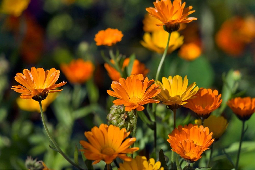 calendula-beneficios-e-como-preparar
