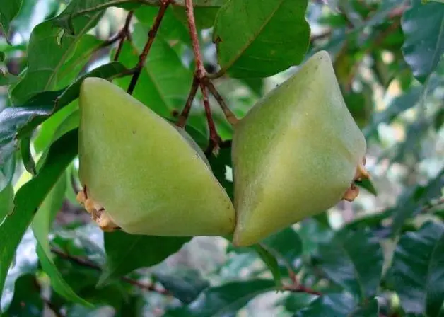 cambuci-beneficios-e-composicao fruta da mata atlântica rica em vitamina C e antioxidantes para saúde e receitas naturais