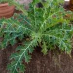 cardo-santo-beneficios-e-como-preparar