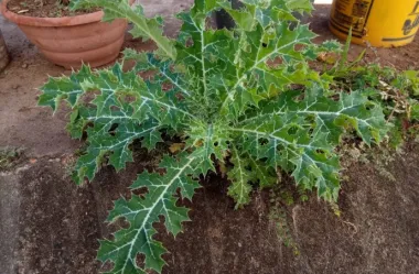 cardo-santo-beneficios-e-como-preparar