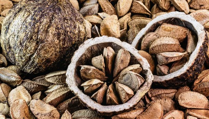 castanha-do-para-beneficios-e-composicao fonte natural de selênio, antioxidantes e gorduras boas para saúde do cérebro e coração