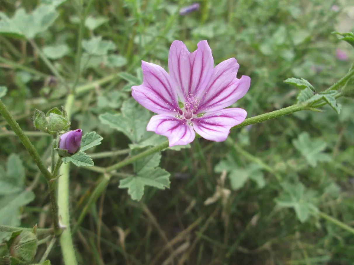 cha-de-malva-beneficios-e-como-preparar