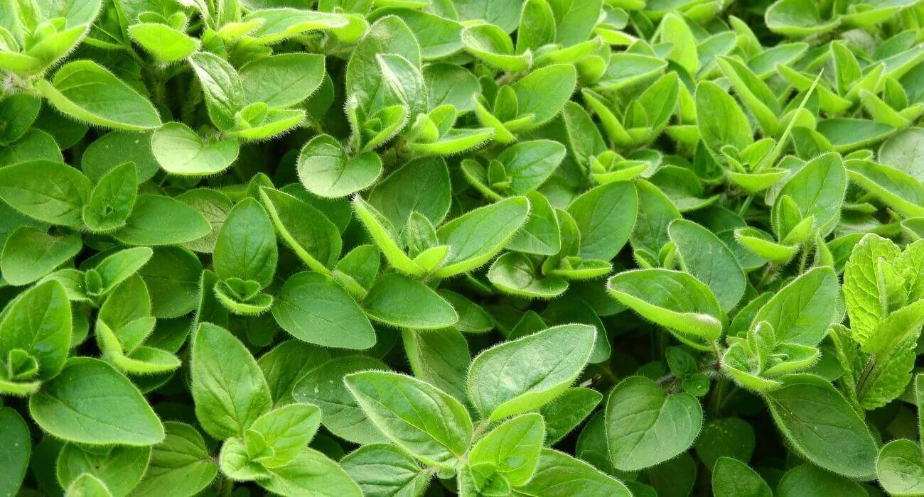 cha-de-manjerona-beneficios-e-como-preparar