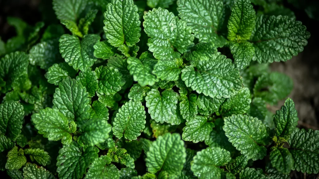 melissa officinalis, erva-cidreira verdadeira, chá calmante, chá para ansiedade, ervas medicinais; chá de melissa