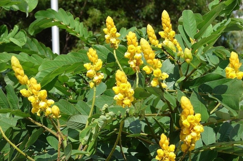 cha-de-sene-beneficios-e-como-preparar