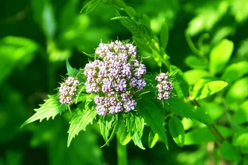 chá de valeriana, benefícios da valeriana, como usar valeriana, planta medicinal para insônia
