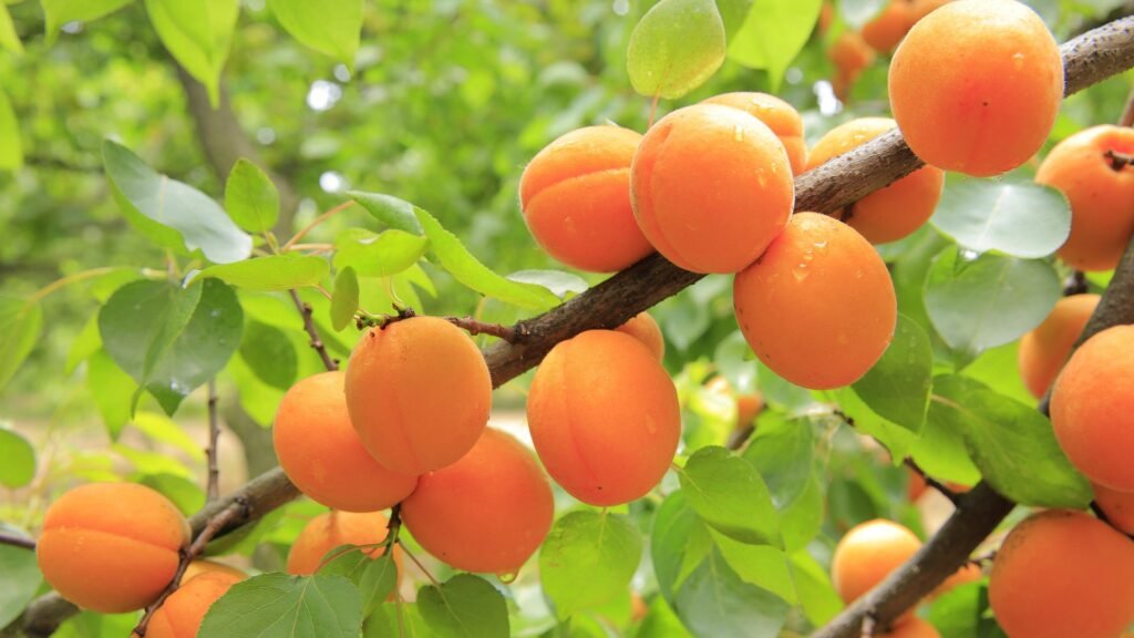 damasco-beneficios-e-composicao fruta rica em fibras, vitamina A e antioxidantes para pele, visão e digestão