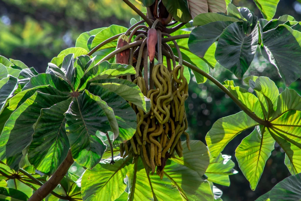 embauba-beneficios-e-composicao fruta brasileira com propriedades para pulmões, intestino e beleza da pele