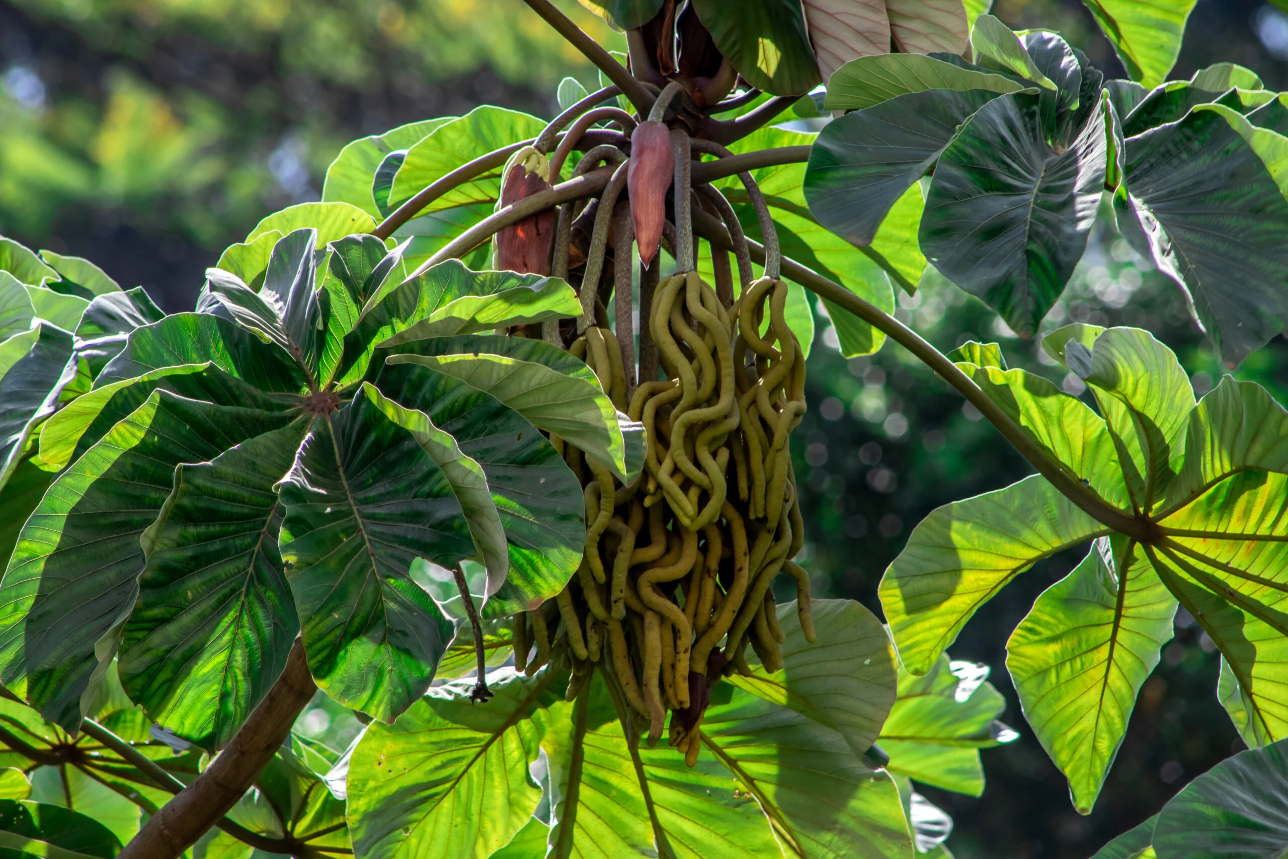 embauba-beneficios-e-composicao fruta brasileira com propriedades para pulmões, intestino e beleza da pele