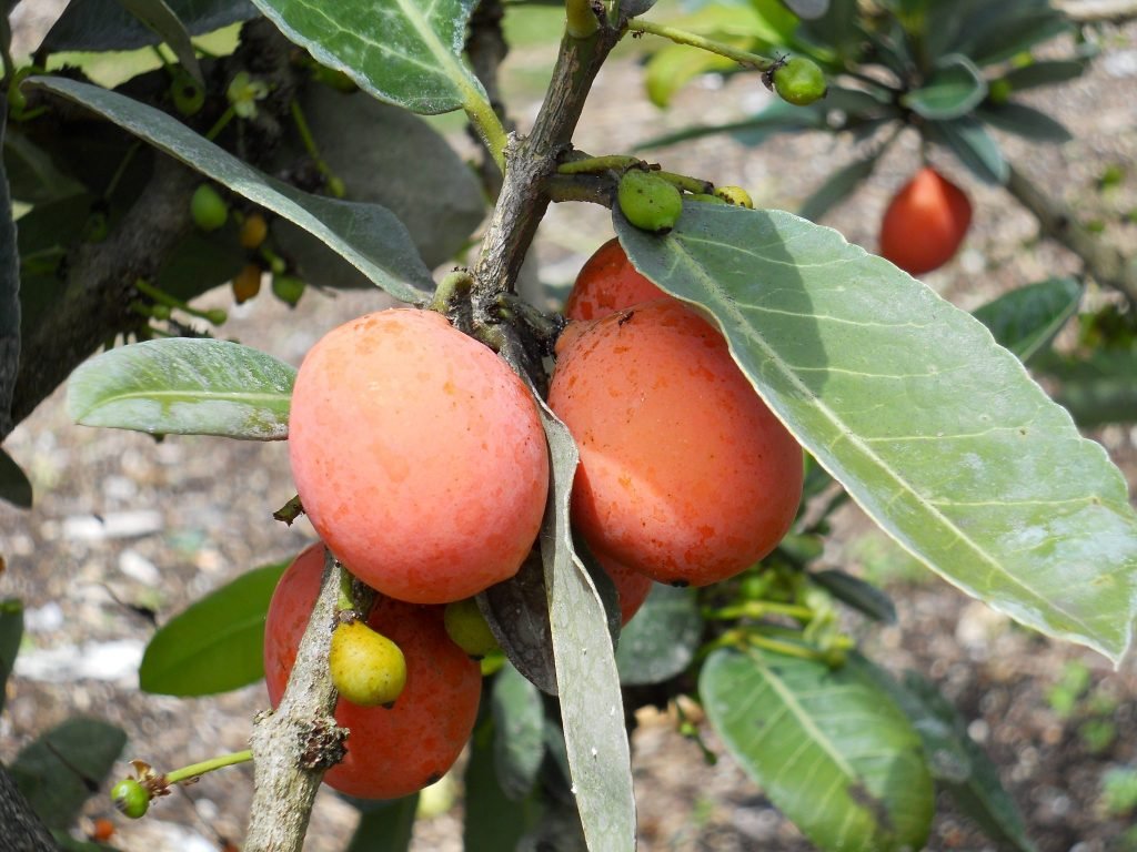 endi-beneficios-e-composicao fruta exótica rica em antioxidantes, vitamina C e fibras para digestão, energia e beleza natural