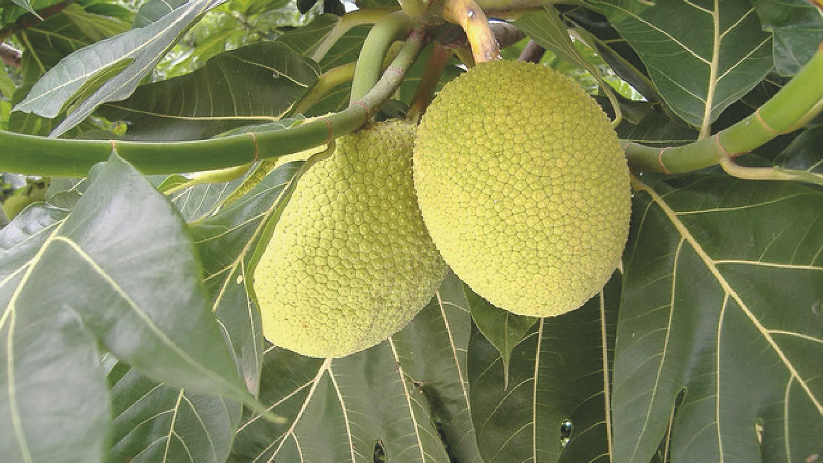 fruta-pao-beneficios-e-composicao fruta tropical rica em fibras, potássio e antioxidantes para digestão, energia e pele
