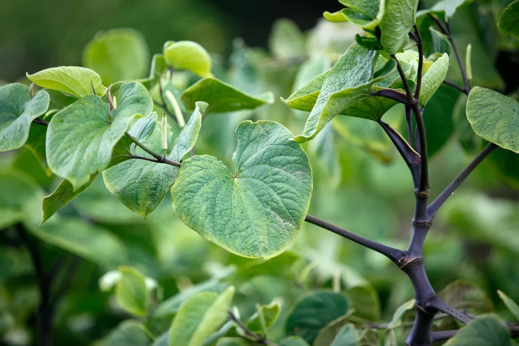 Kava-kava: benefícios e como preparar essa raiz calmante natural