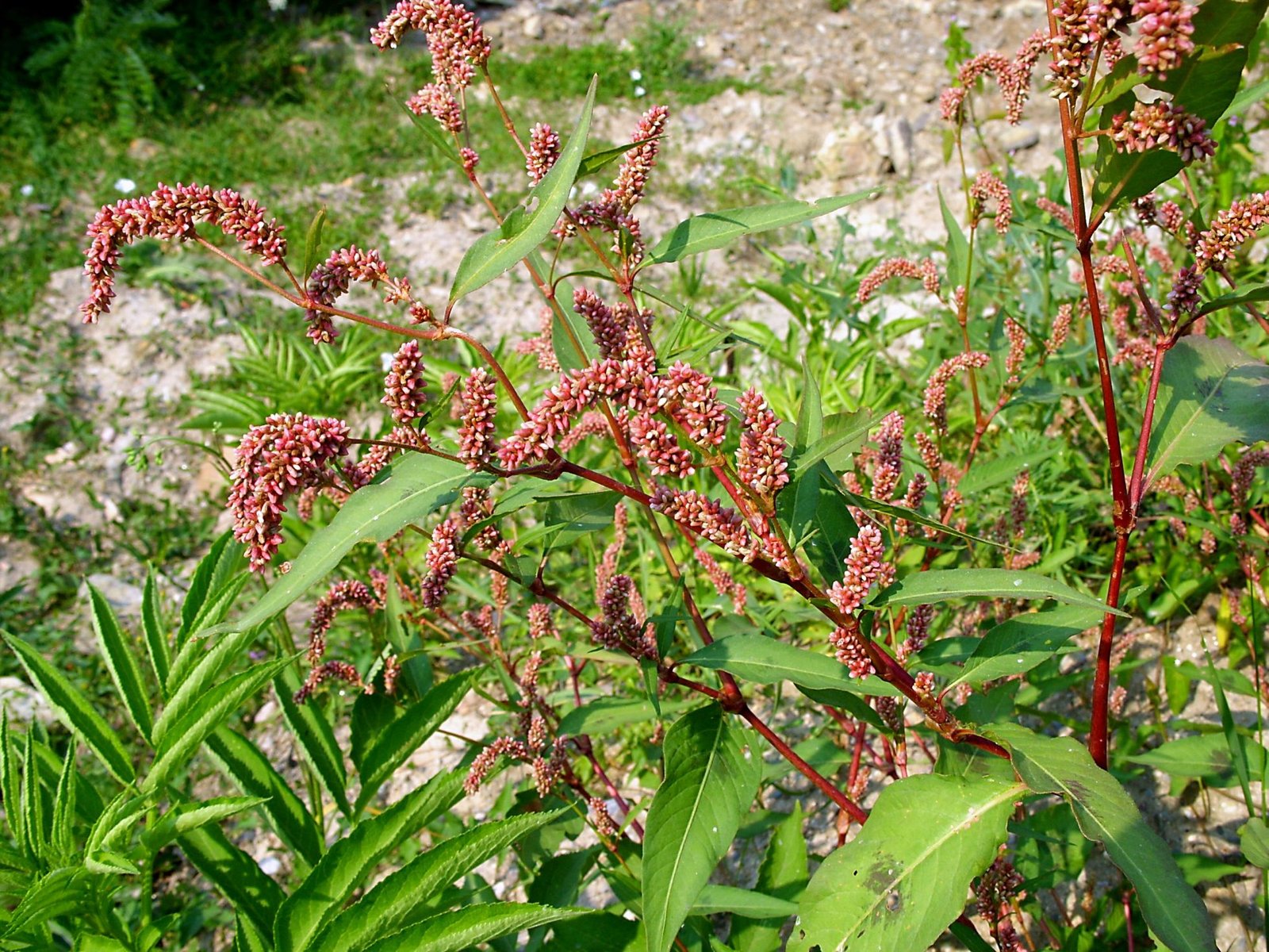 persicaria-beneficios-e-como-preparar