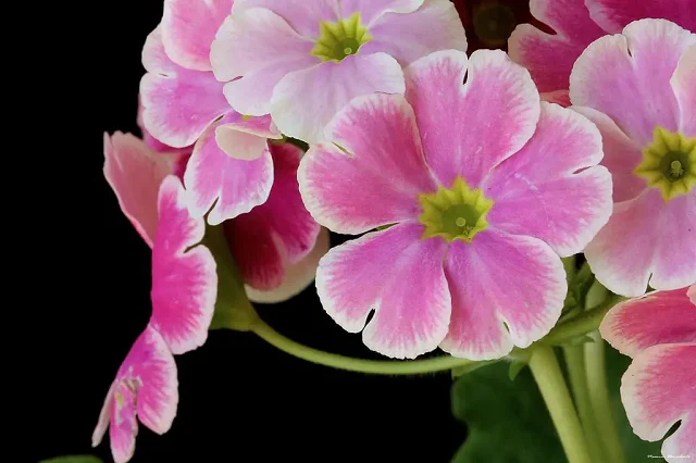 primula-beneficios-e-como-preparar