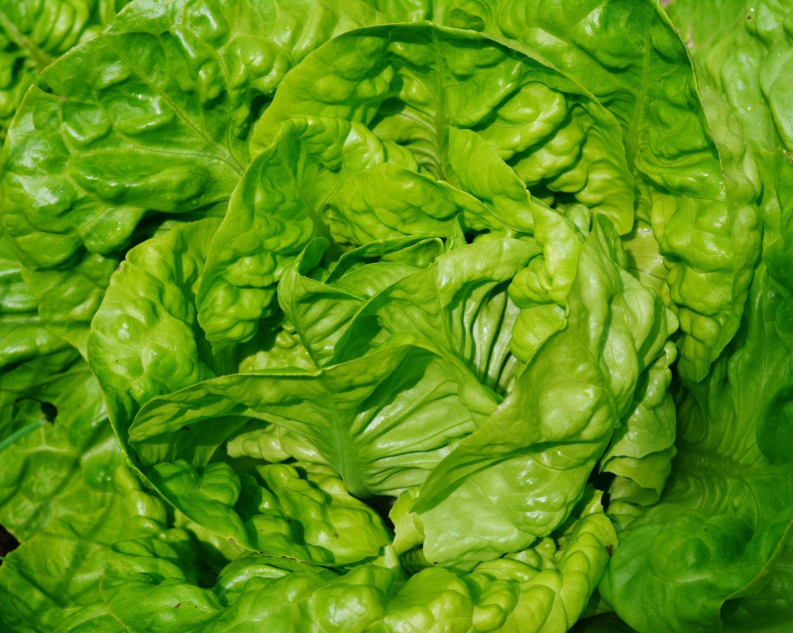 Folhas de alface fresca e crocante em close, destacando a textura verde-viva.