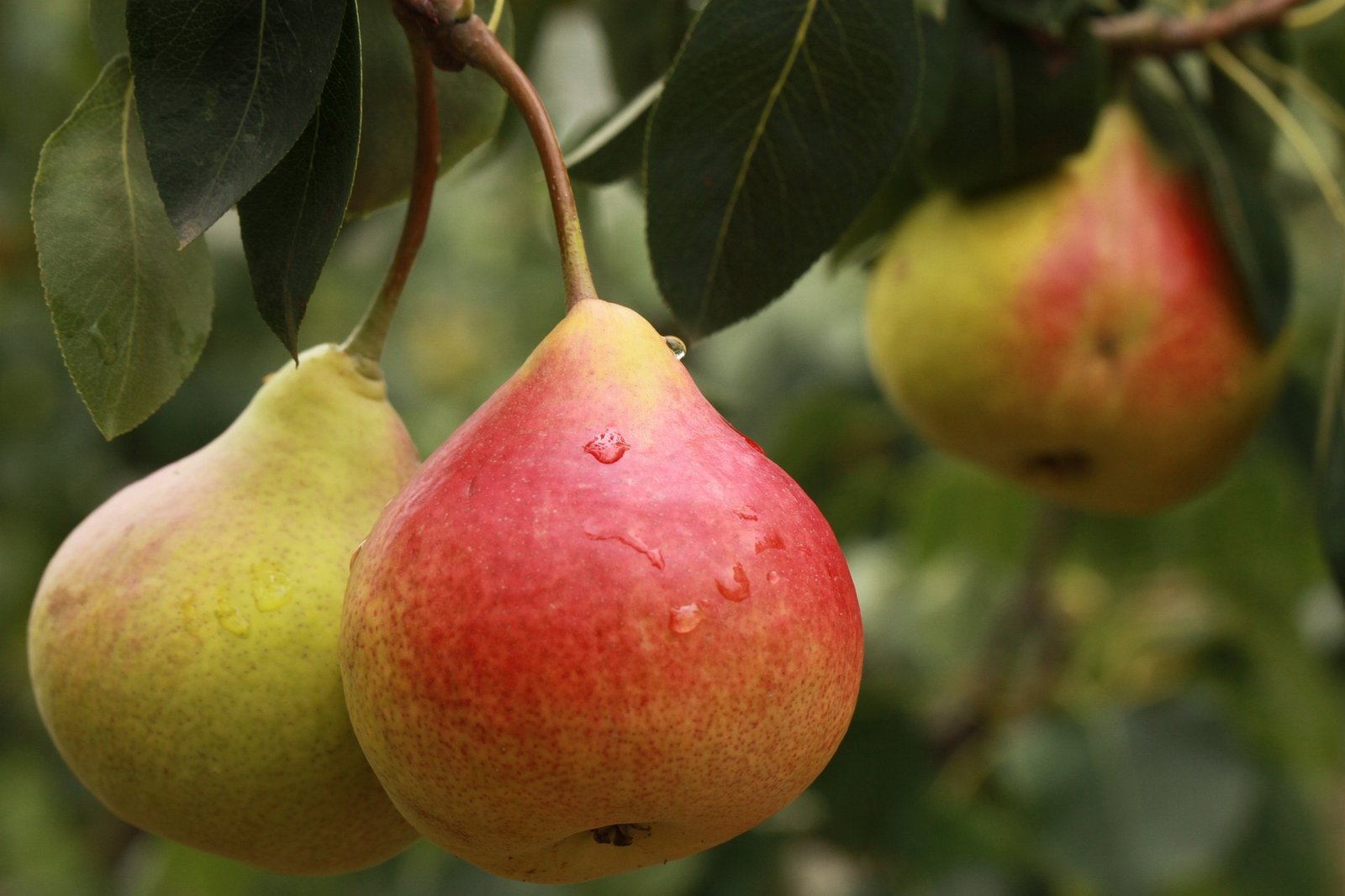 Pera-beneficios-e-composicao fruta suculenta, rica em fibras e vitamina C, ideal para digestão e saciedade