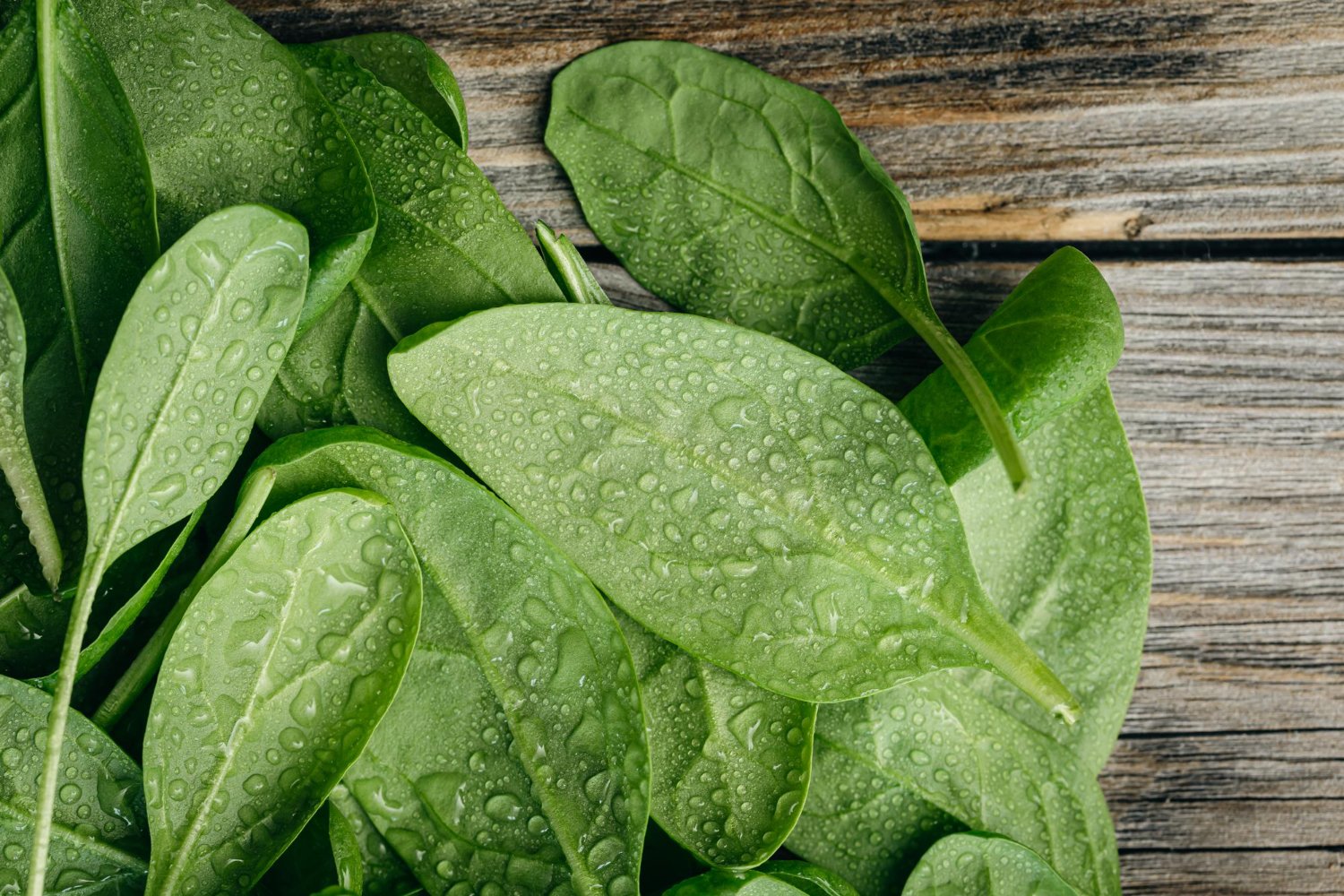 almeirao-usos-e-beneficios — folhas de almeirão frescas, verdes, com textura crocante sobre tábua