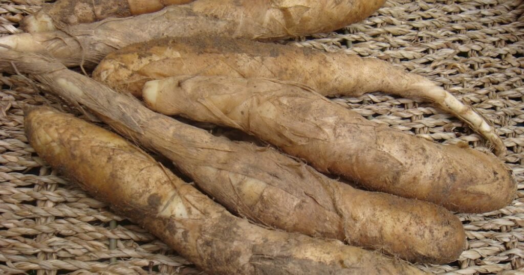 araruta benefícios - como usar araruta - araruta sem glúten - fécula de araruta - mingau de araruta - arrowroot