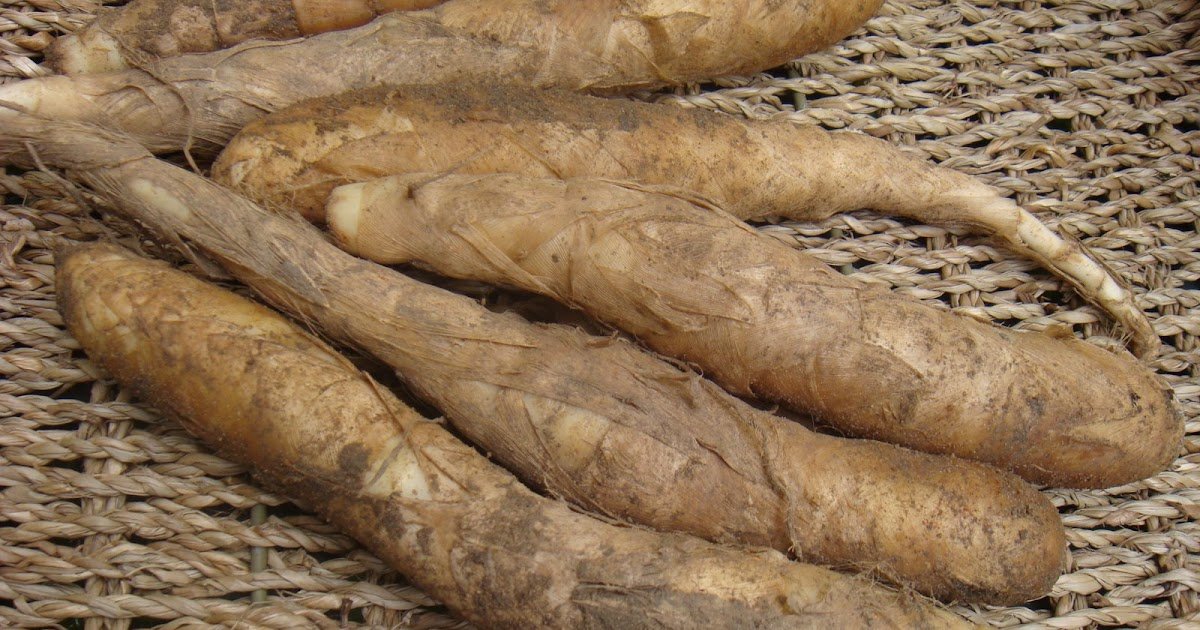 araruta benefícios - como usar araruta - araruta sem glúten - fécula de araruta - mingau de araruta - arrowroot