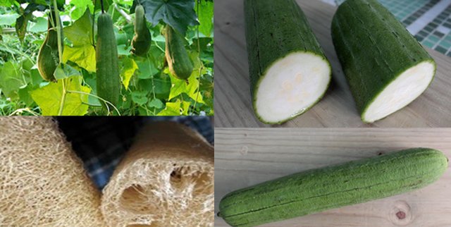 benefícios da bucha, como consumir bucha, valor nutricional bucha, receitas com bucha, bucha crua, bucha refogada