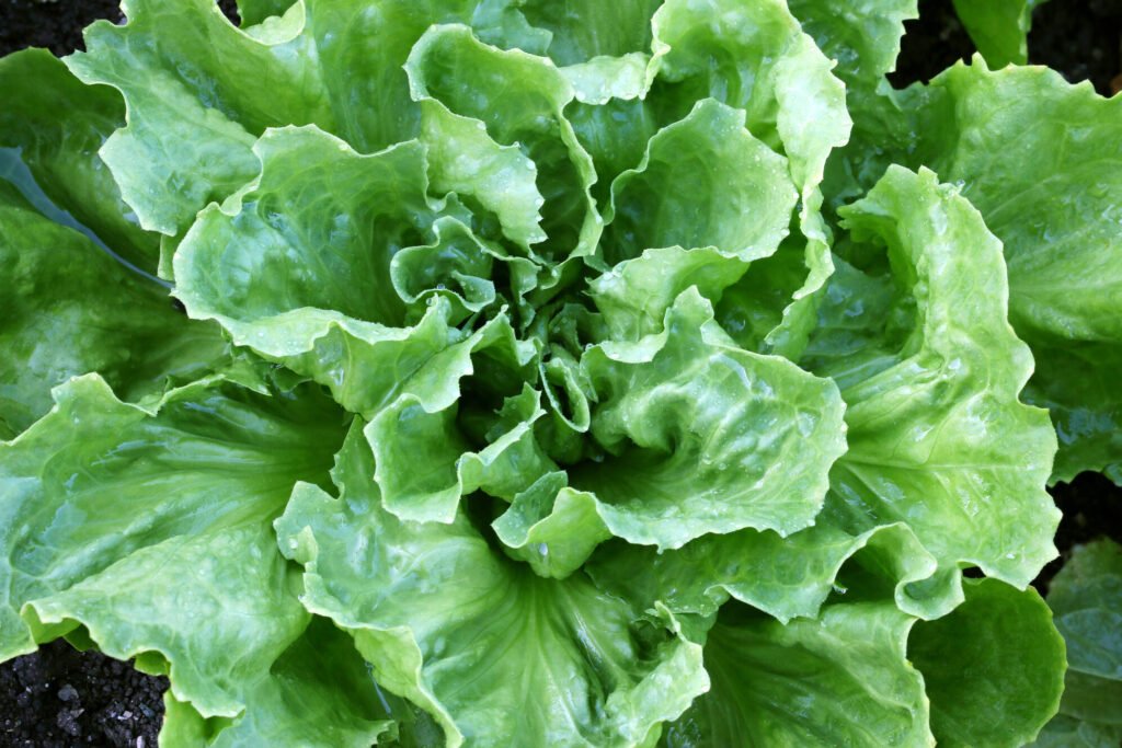 benefícios da chicória – como consumir chicória – valor nutricional chicória – receita com chicória – chicória refogada – folhas amargas saúde