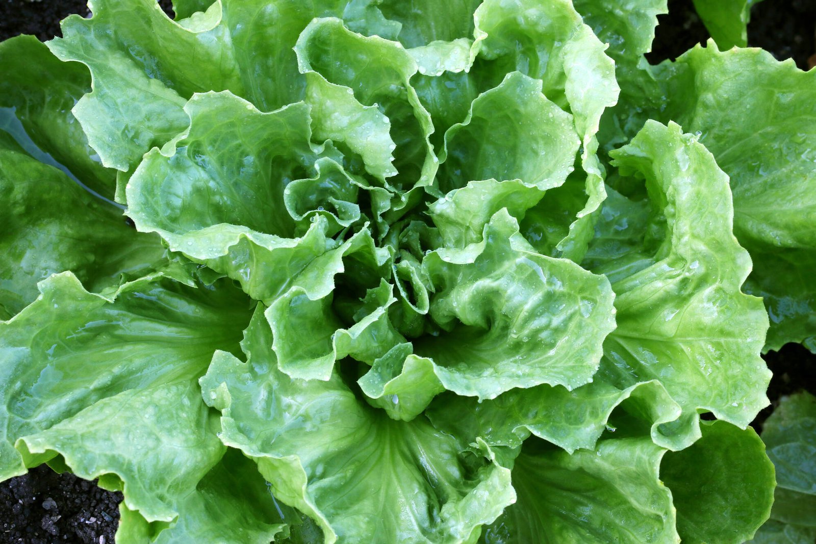 benefícios da chicória – como consumir chicória – valor nutricional chicória – receita com chicória – chicória refogada – folhas amargas saúde