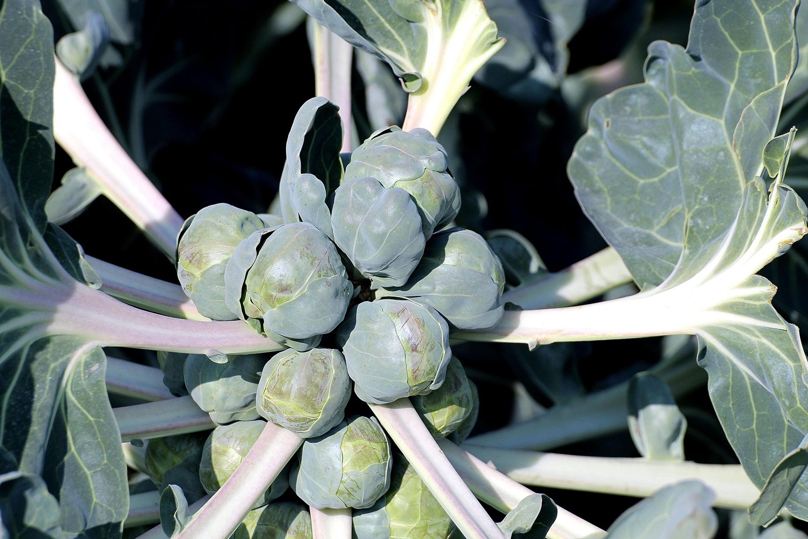 benefícios da couve-de-bruxelas – como preparar couve-de-bruxelas – valor nutricional couve-de-bruxelas – couve-de-bruxelas assada – receitas com couve-de-bruxelas – cultivo de couve-de-bruxelas