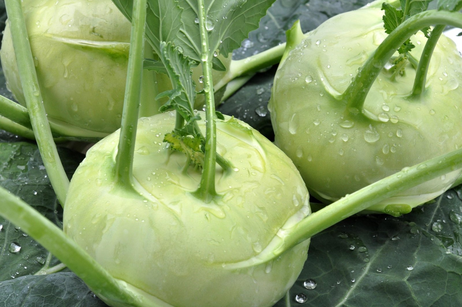benefícios da couve-rábano – como usar couve-rábano – valor nutricional da couve-rábano – receita com couve-rábano – salada de couve-rábano – cultivo de couve-rábano