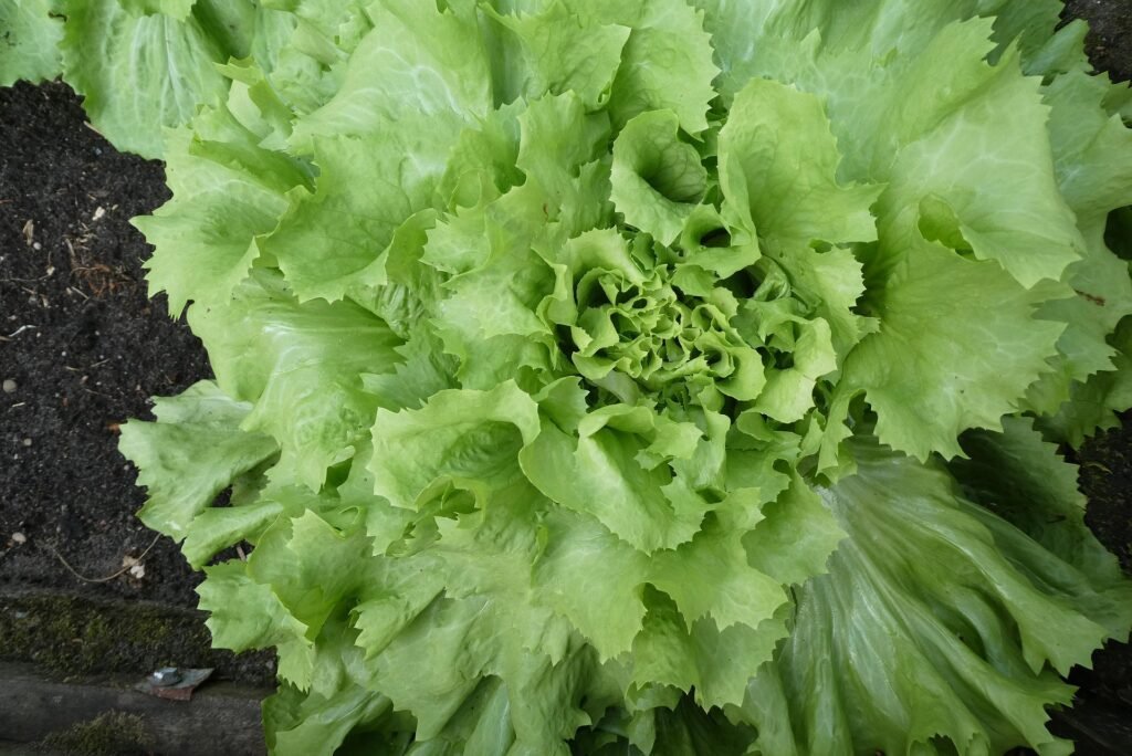 benefícios da escarola – como preparar escarola – valor nutricional escarola – receita com escarola – escarola refogada – cultivo de escarola