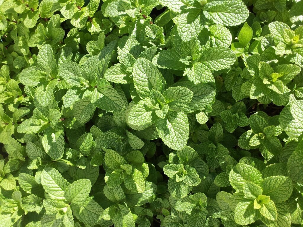 benefícios da hortelã – chá de hortelã – valor nutricional hortelã – receita com hortelã – cultivo de hortelã – hortelã para digestãobenefícios da hortelã – chá de hortelã – valor nutricional hortelã – receita com hortelã – cultivo de hortelã – hortelã para digestão