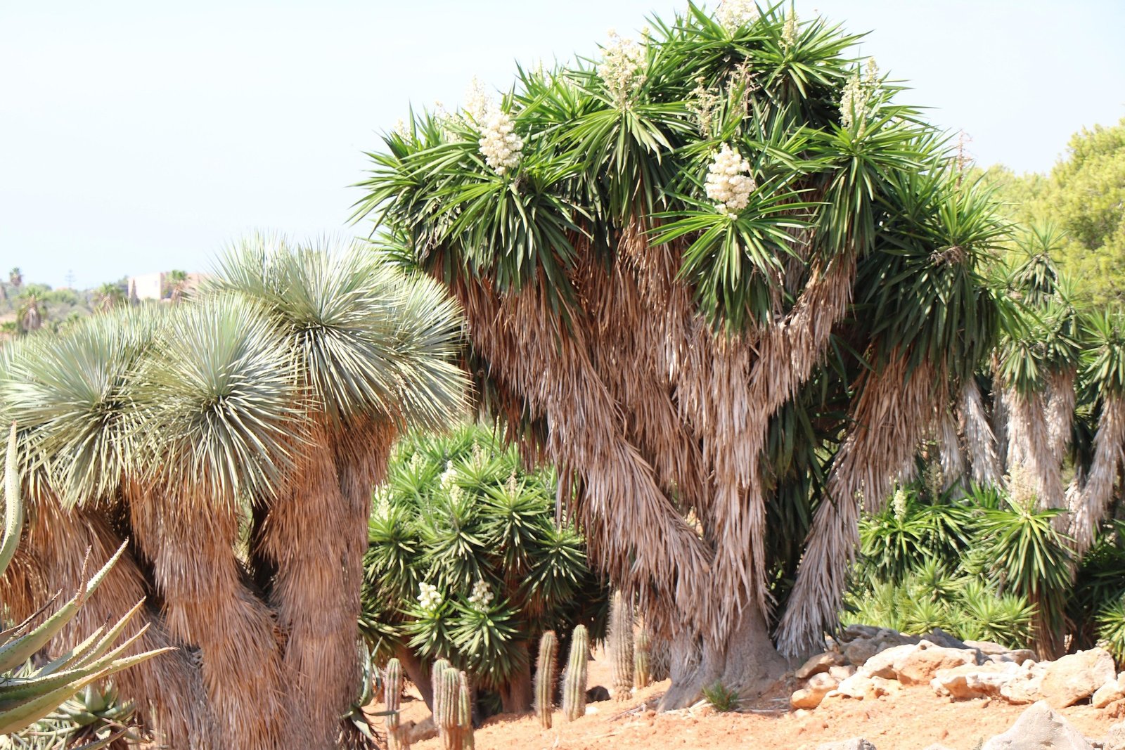 benefícios da iúca – flor de iúca comestível – receita com iúca – PANC iúca – cultivo de iúca – Yucca filamentosa