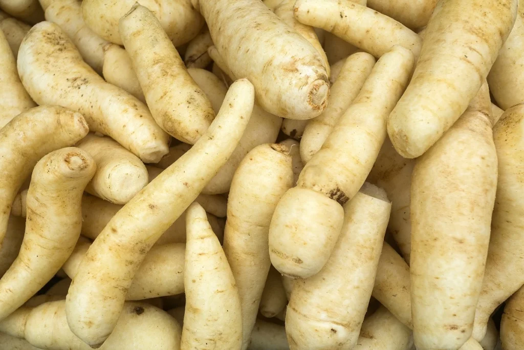 benefícios da mandioquinha – como preparar mandioquinha – valor nutricional mandioquinha – nhoque de mandioquinha – purê de mandioquinha – cultivo de mandioquinha