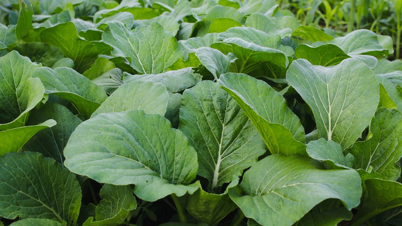 benefícios da mostarda – como preparar mostarda – valor nutricional mostarda – salada de mostarda – cultivo de mostarda – folhas de mostarda salteadas