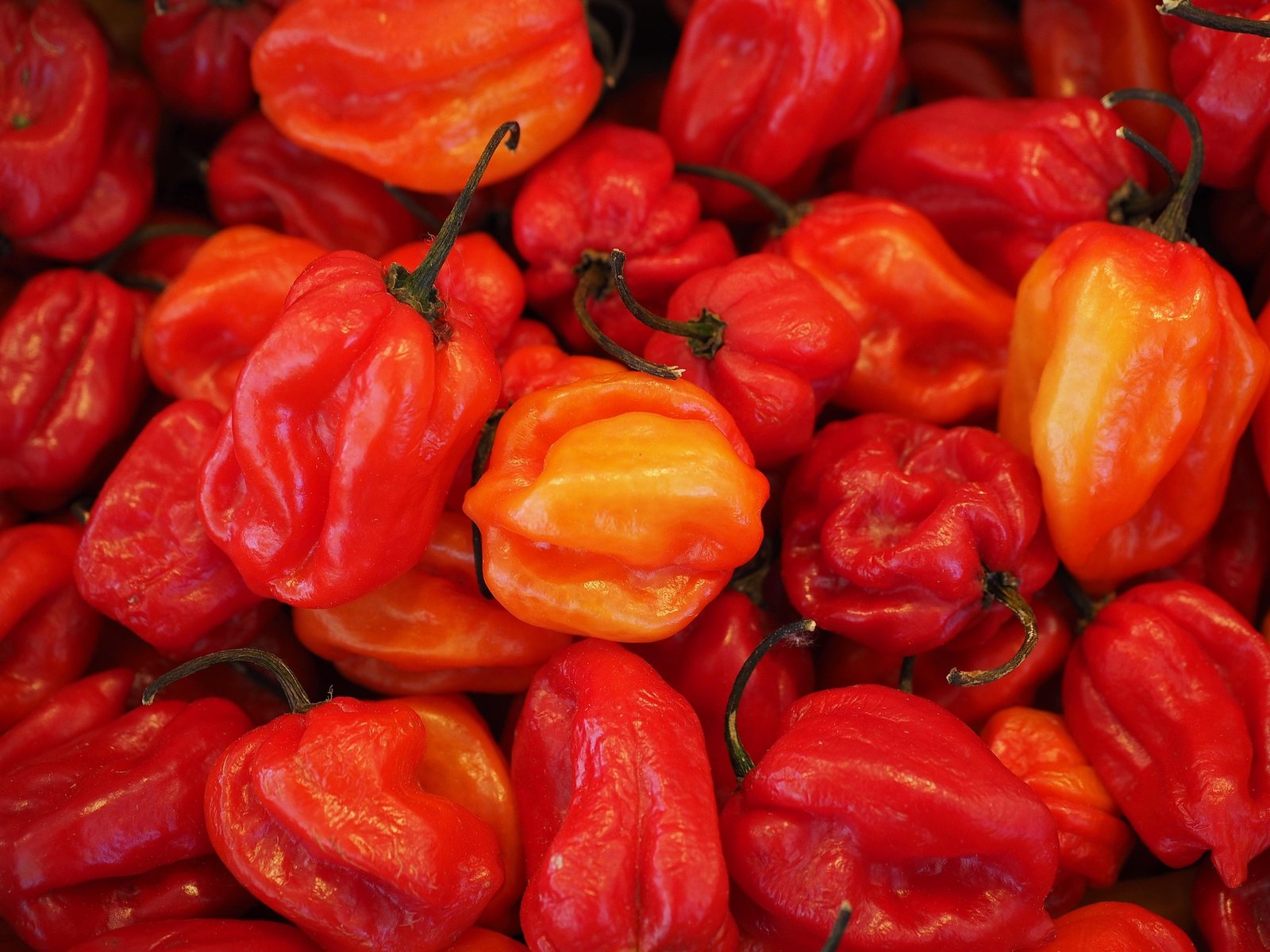 benefícios da pimenta-de-cheiro – como usar pimenta-de-cheiro – valor nutricional pimenta-de-cheiro – receita com pimenta-de-cheiro – conserva de pimenta-de-cheiro – cultivo de pimenta-de-cheiro