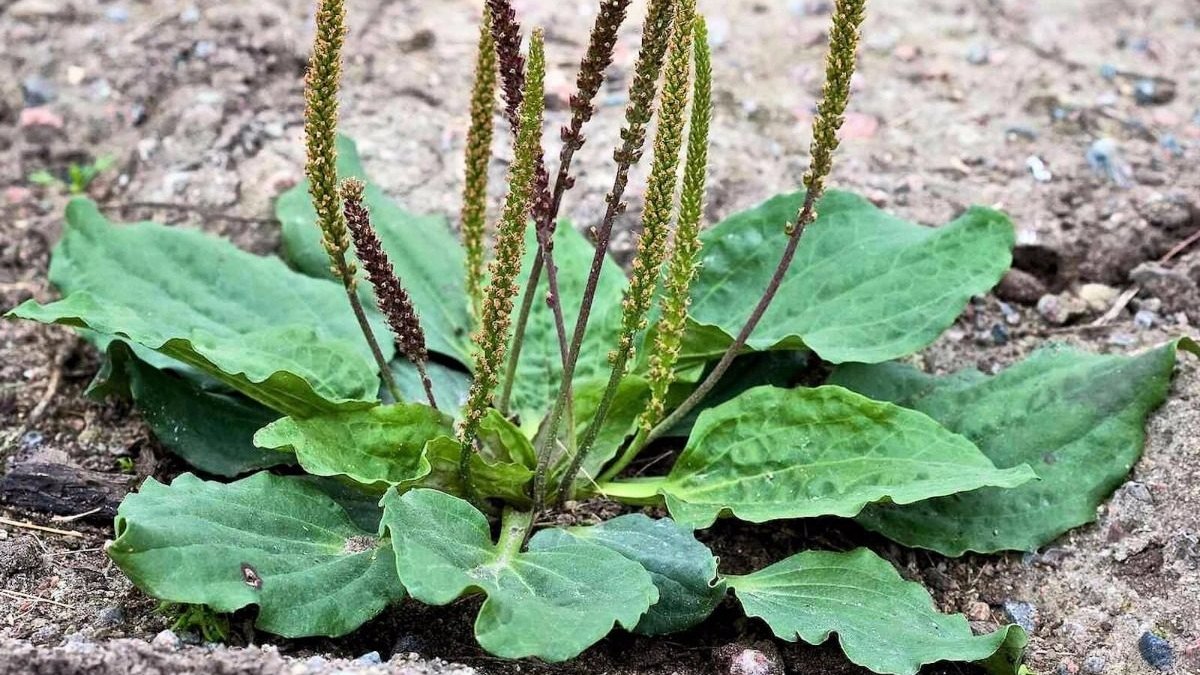 benefícios da tanchagem – como usar tanchagem – valor nutricional da tanchagem – receita com tanchagem – tanchagem refogada – cultivo de tanchagem