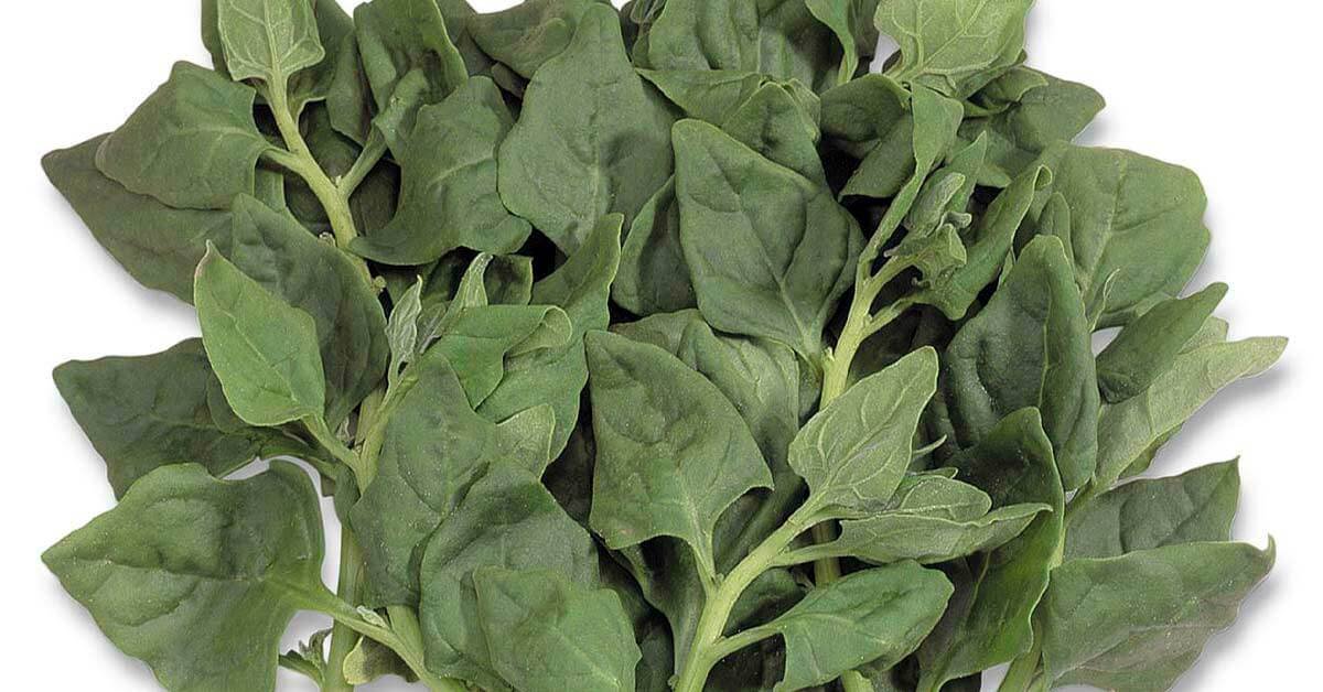 benefícios do espinafre – como preparar espinafre – valor nutricional espinafre – suco verde de espinafre – espinafre refogado – cultivo de espinafre
