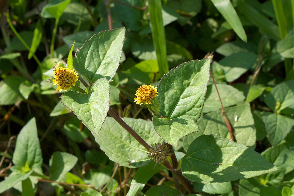 benefícios do jambu – como preparar jambu – valor nutricional jambu – tacacá de jambu – cultivo de jambu – espilantol do jambu