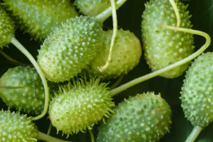 benefícios do maxixe – como preparar maxixe – valor nutricional do maxixe – conserva de maxixe – receita com maxixe – cultivo de maxixe