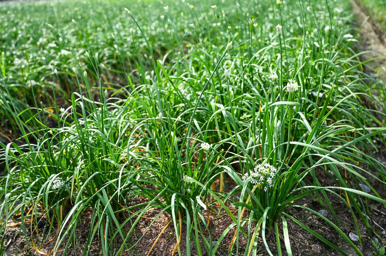 benefícios do nirá – como usar nirá – cebolinha-de-alho – valor nutricional do nirá – receita com nirá – cultivo de nirá