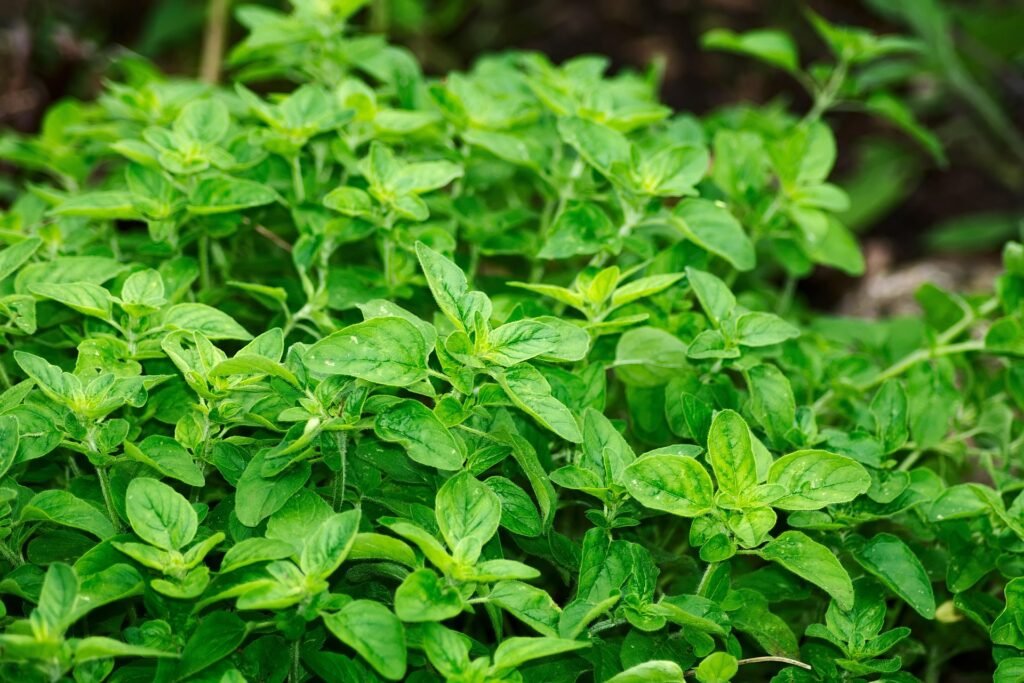 benefícios do orégano – como usar orégano – valor nutricional do orégano – chá de orégano – cultivo de orégano – receita com orégano