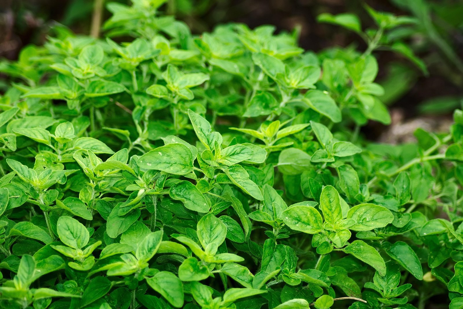 benefícios do orégano – como usar orégano – valor nutricional do orégano – chá de orégano – cultivo de orégano – receita com orégano
